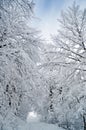 Winter road running between frozen trees