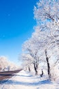 Winter road with snow-covered trees and blue sky Royalty Free Stock Photo