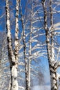 Winter road in a snowy forest, tall trees along the road. Royalty Free Stock Photo