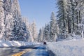 Winter road throught trees covered with snow