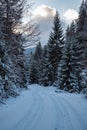 Winter road with tire marks with pine trees full of snow Royalty Free Stock Photo