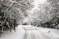 Winter road among trees, snown.