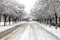 Winter road among trees, snown.