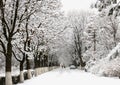 Winter road among trees, snown.