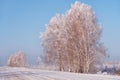 Winter road under snow. Frozen birch trees covered with hoarfrost and snow Royalty Free Stock Photo