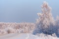 Winter road under snow. Frozen birch trees covered with hoarfrost and snow Royalty Free Stock Photo