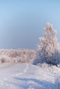 Winter road under snow. Frozen birch trees covered with hoarfrost and snow Royalty Free Stock Photo
