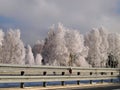 Winter road Royalty Free Stock Photo