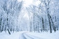 Winter road in a wood. Quiet snowy day on a forest.