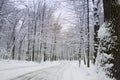 Winter road in a wood. Quiet snowy day on a forest.