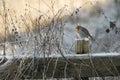 Winter robin Royalty Free Stock Photo