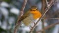 Winter Robin