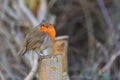 Winter Robin with fluffy plumage