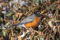 Winter Robin Royalty Free Stock Photo