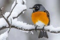 Winter Robin Perched Gracefully on a Snow-Covered Branch in a Serene Snowy Forest Setting Royalty Free Stock Photo