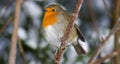 Winter Robin Royalty Free Stock Photo