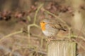 A winter Robin on a post Royalty Free Stock Photo