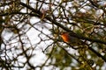 Winter Robin in Twig foliage