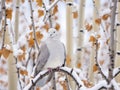 Winter Roost for a Collared Dove Made With Generative AI illustration