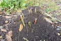 Winter rose care and protection: A cut rose bush is covered, piled, hilled up with soil, compost to protect rose stems from winter Royalty Free Stock Photo