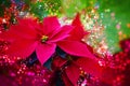 Winter rose, poinsettia - Red winter / christmas flower - Festive bokeh lights, lens flares, lights Royalty Free Stock Photo