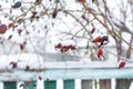 A Winter, rosehip bush in the snow Royalty Free Stock Photo