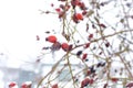 Winter, rosehip bush in the snow Royalty Free Stock Photo