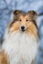 Winter rough collie portrait Royalty Free Stock Photo