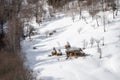 Winter in Roumania village , beautiful Transylvanian landscape in winter time , snow and freezing cold whether