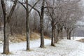 Winter row of trees