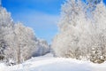 Winter rural landscape with forest,snow,road and blue sky on a c Royalty Free Stock Photo