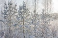 Winter rural landscape with forest and sun Royalty Free Stock Photo