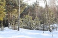 Winter rural landscape with new, small pine trees and snow on a sunny winter day. Snow on the forest road. Against the sun Royalty Free Stock Photo