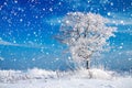 Winter rural landscape with one tree and blue sky Royalty Free Stock Photo