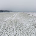 Winter rural scene with fog and white fields Royalty Free Stock Photo
