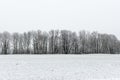 Winter rural scene with fog and white fields Royalty Free Stock Photo