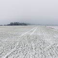 Winter rural scene with fog and white fields Royalty Free Stock Photo