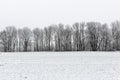 Winter rural scene with fog and white fields Royalty Free Stock Photo