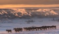 Winter In Russia. Herd Of Altai Free Grazing Adult Horses In The Early Morning, Against The Background Of Village Houses And Smoke