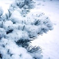 Pine tree branch covered with snow. Winter photo.