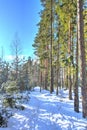Winter russian forest at sun day Royalty Free Stock Photo