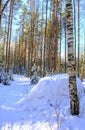 Winter russian forest at sun day Royalty Free Stock Photo