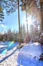 Winter russian forest at sun day with sunrays Royalty Free Stock Photo