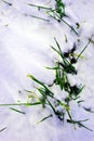 Winter rye green sprouts covered with snow, natural background