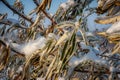 Winter's Chill: Frozen Green Leaves Covered in Frost and Snow