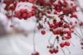 Winters Crimson Beauty: Snow-Covered Rowan in Rural Landscape. Enchanting Winter Scenes: Capturing the Festive Red