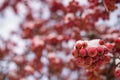 Winter& x27;s Crimson Beauty: Snow-Covered Rowan in Rural Landscape. Enchanting Winter Scenes: Capturing the Festive Red