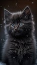 Winter\'s Cutest Companion: Black Kitten .