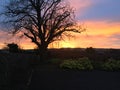 Lone Tree Sunrise Royalty Free Stock Photo