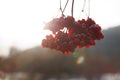 Winter\'s Elegance: Close-up of Viburnum Branches in Sunlit Forest